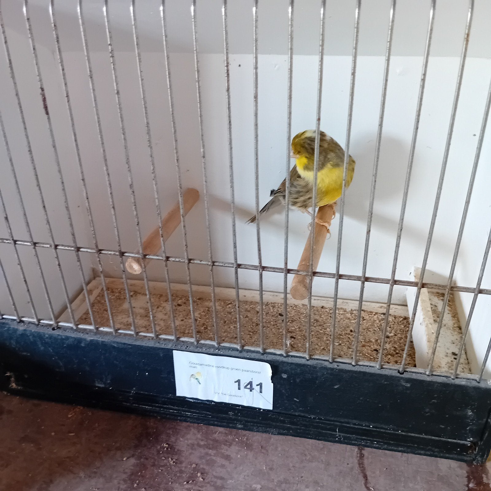 Gloster man, gladkop 2022, 5€ (1), Dieren en Toebehoren, Vogels | Kanaries