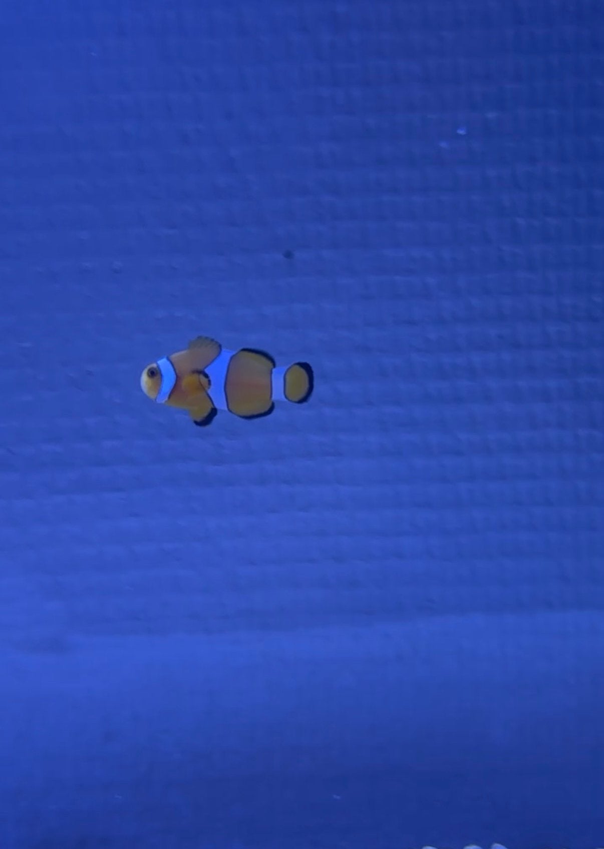 Poisson clown, Animaux & Accessoires, Poissons | Poissons d'aquarium, Poisson de mer, Poisson