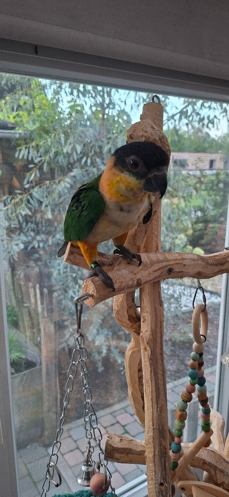 Zwartkop Caique, Animaux & Accessoires, Mâle, Perroquet nain ou Inséparable, Domestique