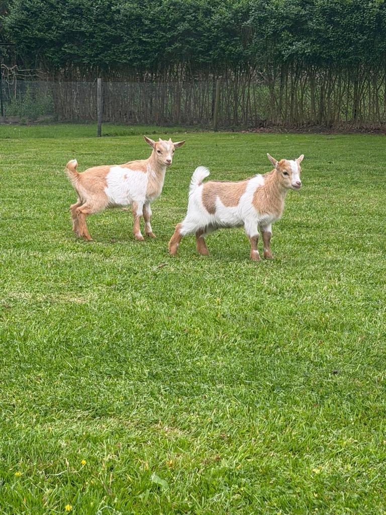 Dwerggeiten, Dieren en Toebehoren, Geit