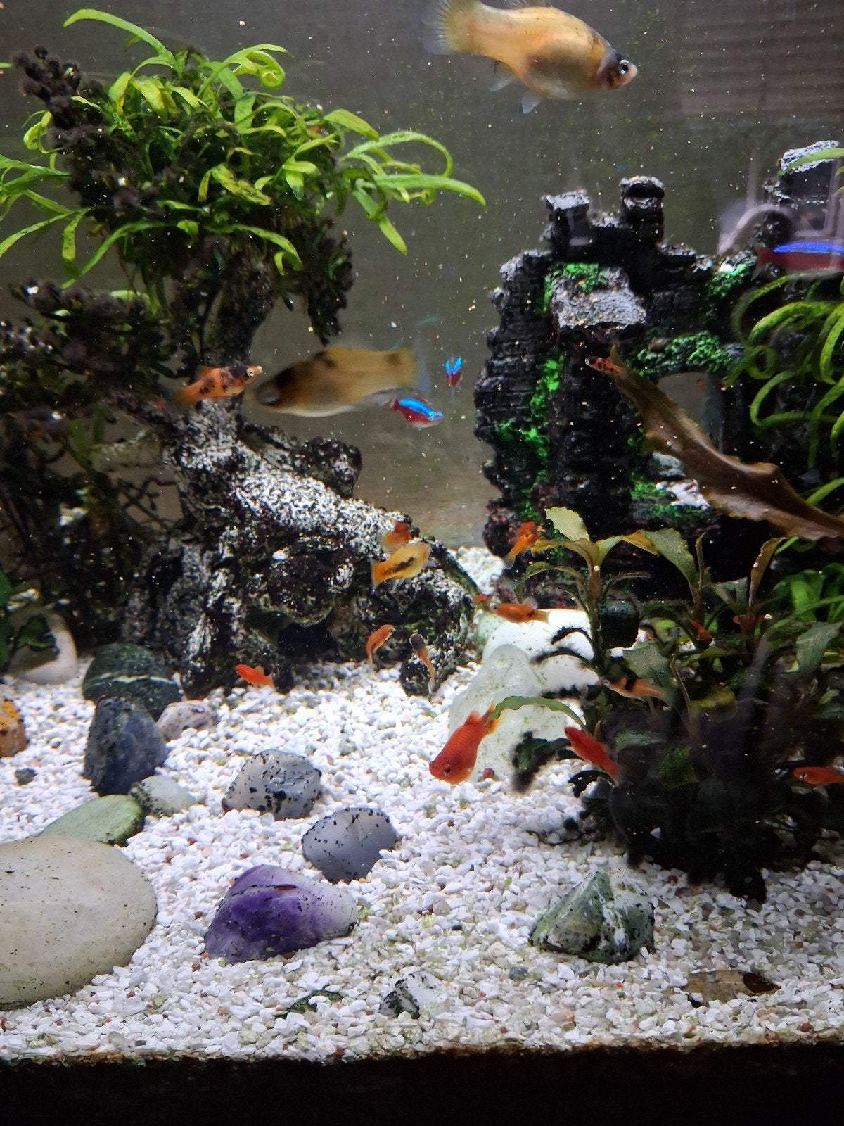 diverse jonge platy