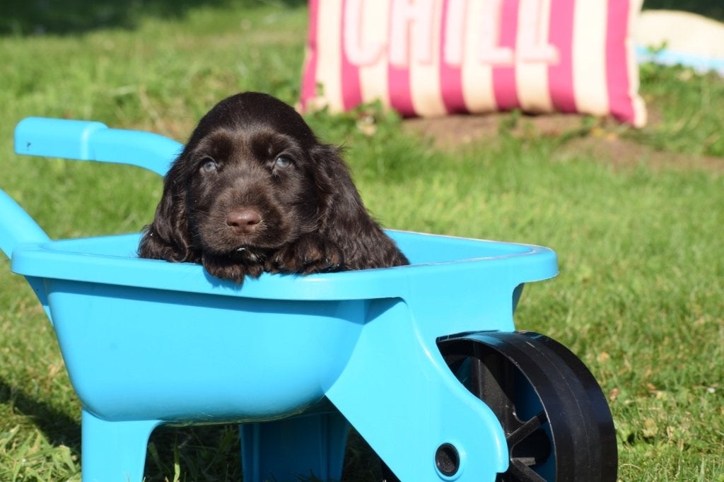 Engelse cocker spaniel pups diverse kleuren, Dieren en Toebehoren, België, 8 tot 15 weken, Meerdere, Meerdere dieren