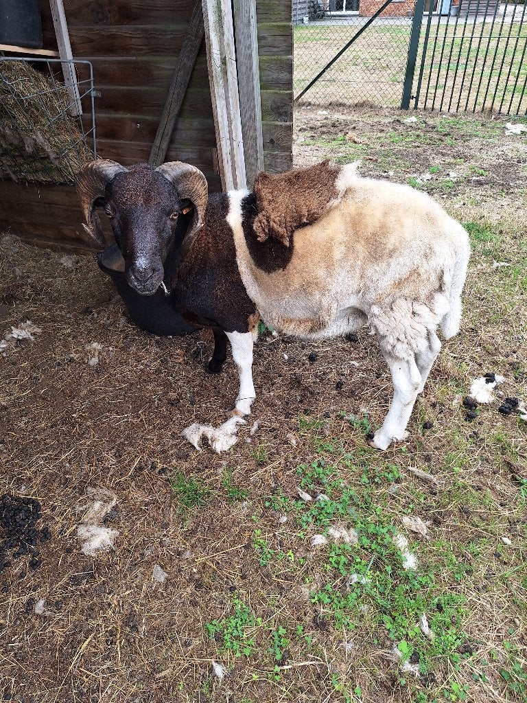 ram te koop, Animaux & Accessoires, Mâle, Mouton, 0 à 2 ans