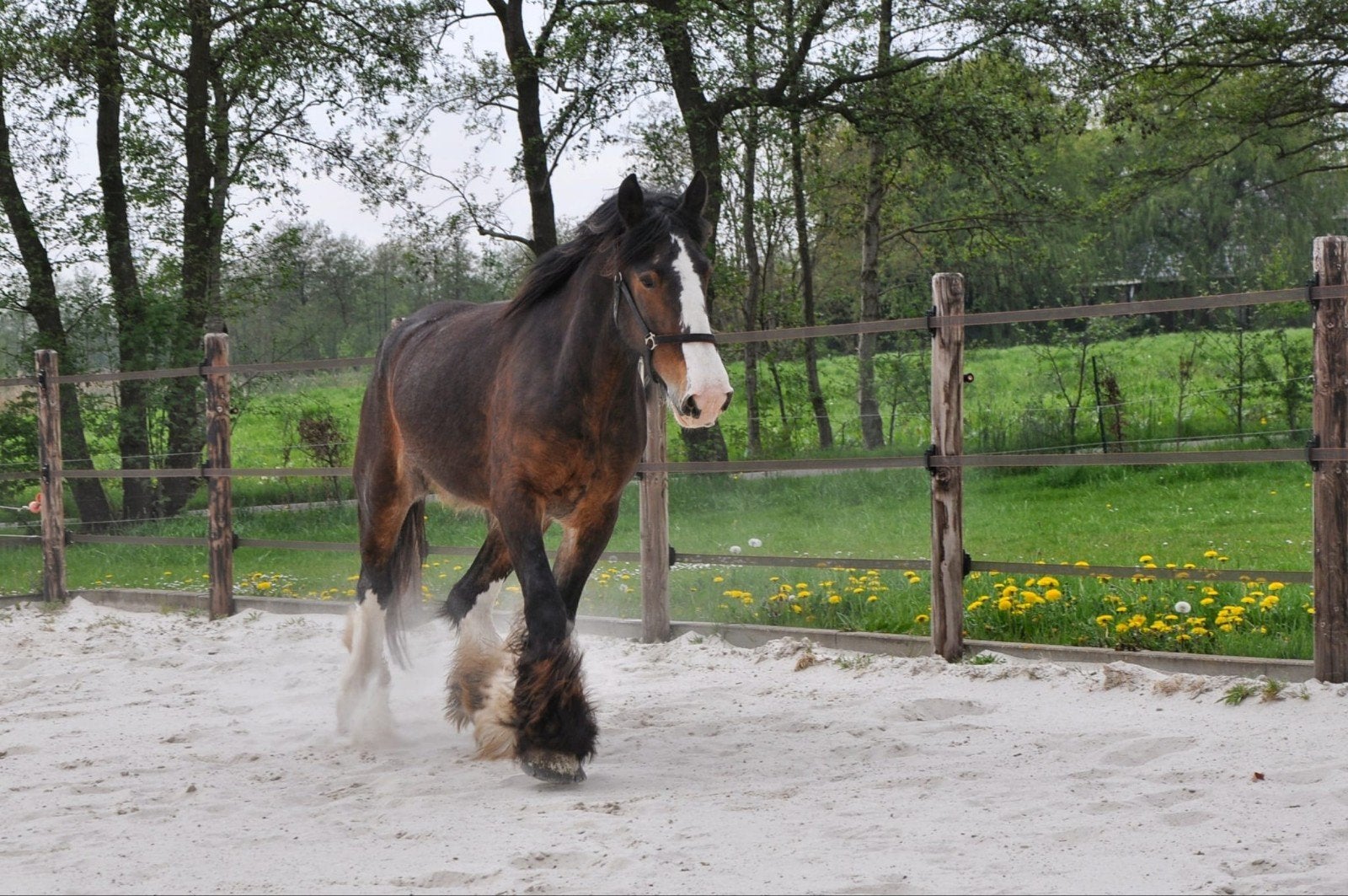 Prachtige 6 jarige grote drumhorse/tinker merrie, Animaux & Accessoires, Chevaux, Jument, 3 à 6 ans