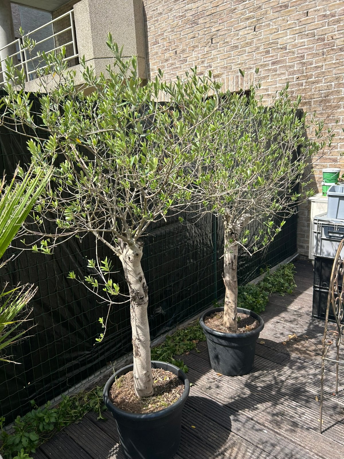 2 grote olijfbomen met dikke stam, Enlèvement