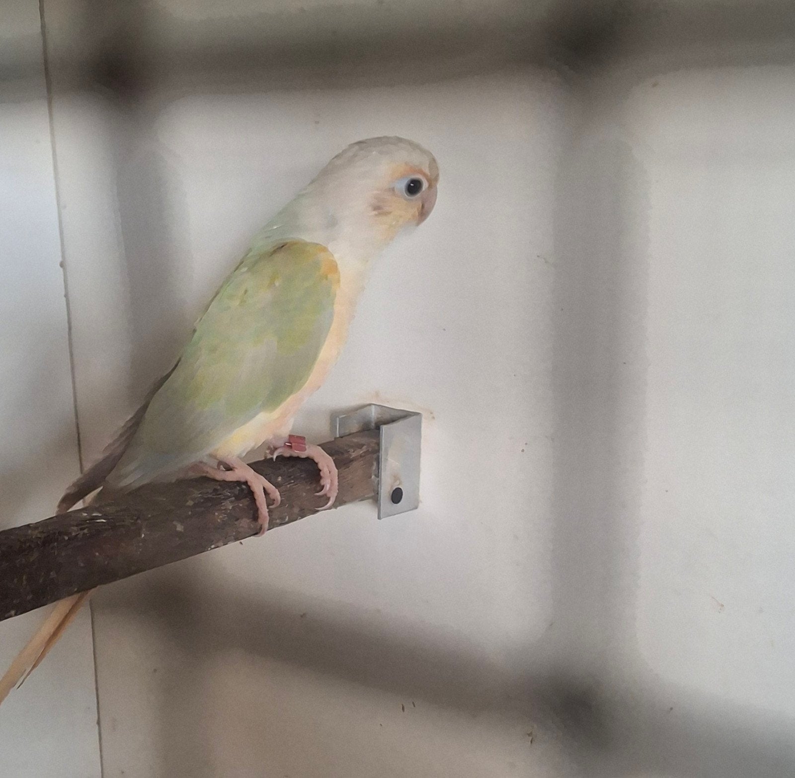 pyrrhure, Animaux & Accessoires
