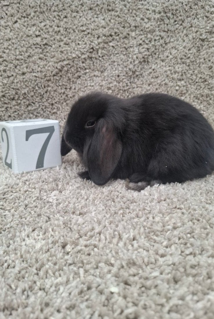 Minilop Konijn met een grote kooi., Dieren en Toebehoren, Konijnen, Mannelijk, Dwerg, Hangoor, 0 tot 2 jaar