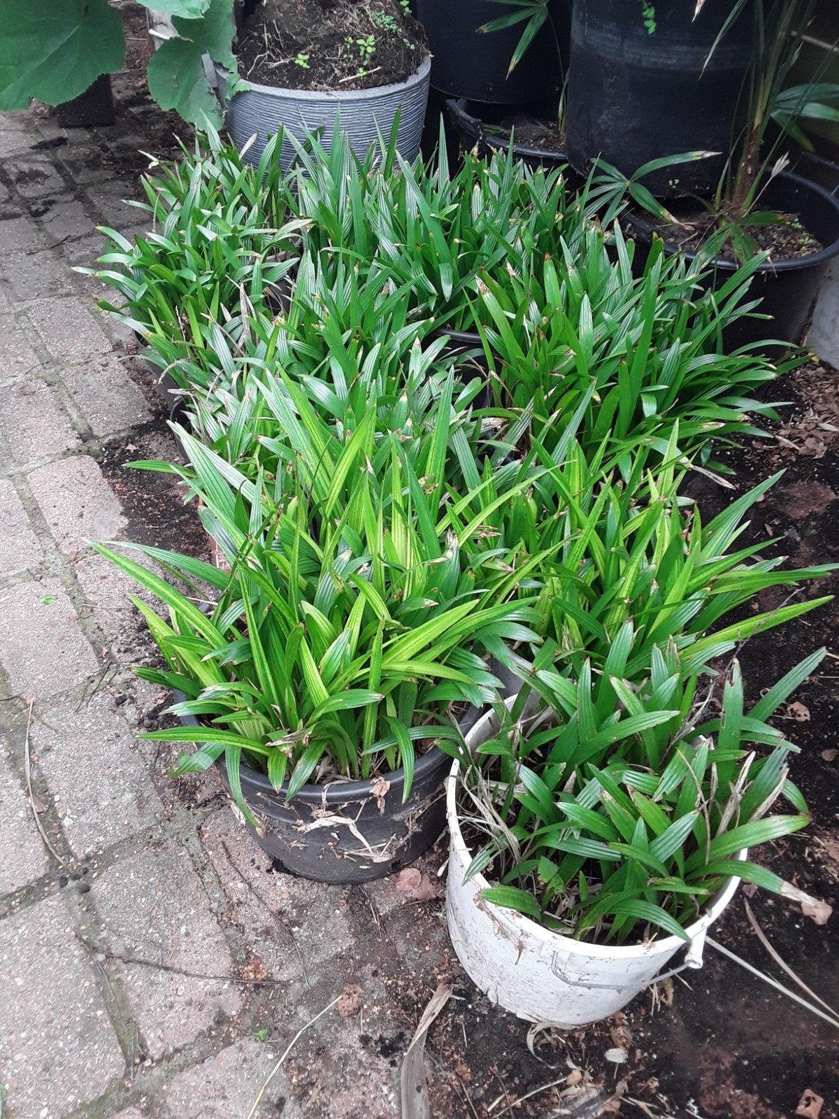 emmer vol trachycarpus fortunei, Ophalen, Zomer