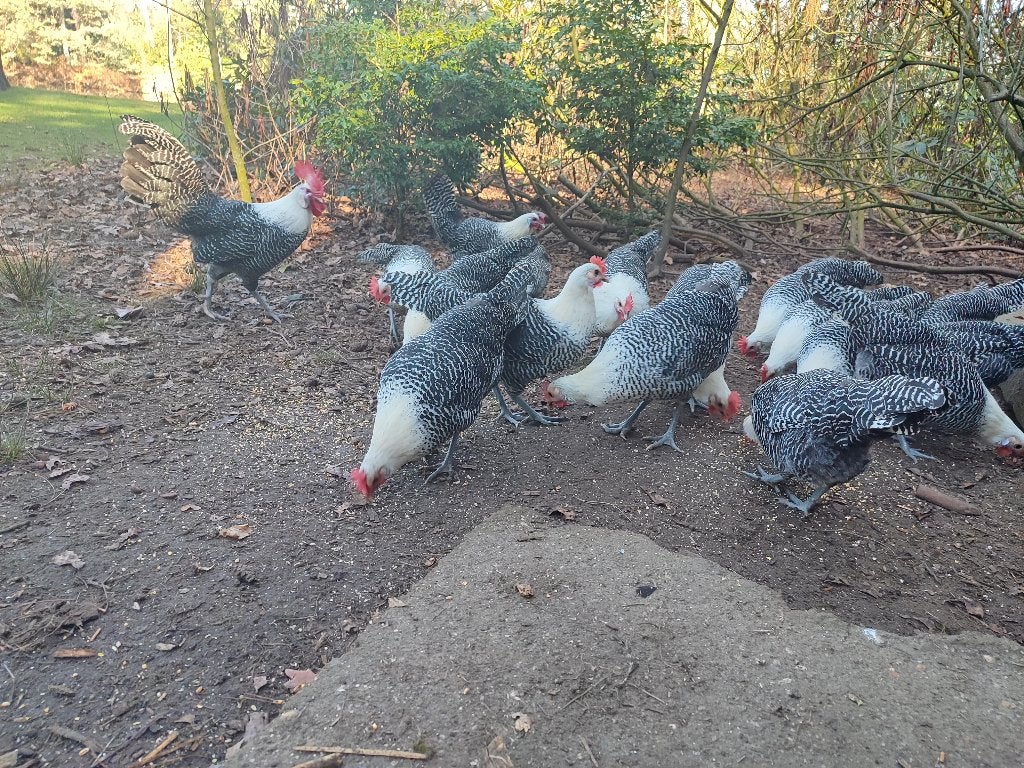 campines 16 weken, Dieren en Toebehoren, Vrouwelijk, Kip
