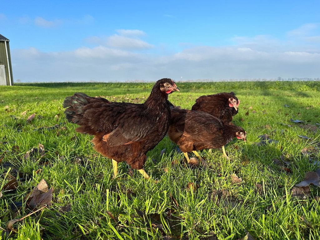 Jonge tamme Rhode Island Red kippen gesekst & ingeënt, Dieren en Toebehoren, Vrouwelijk, Kip