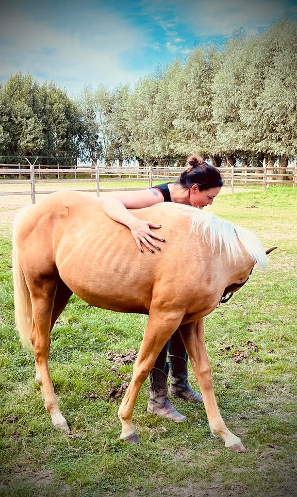 Quarter horse, Hengst