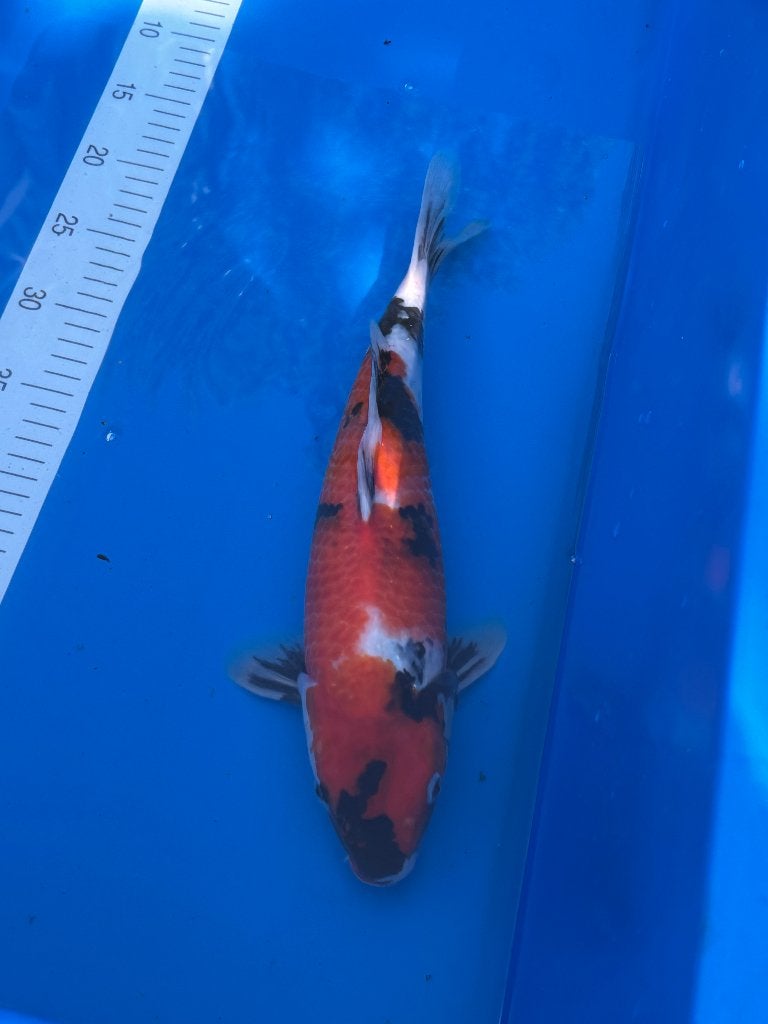 Japanse Koi: Showa 37cm, Karper of Koi