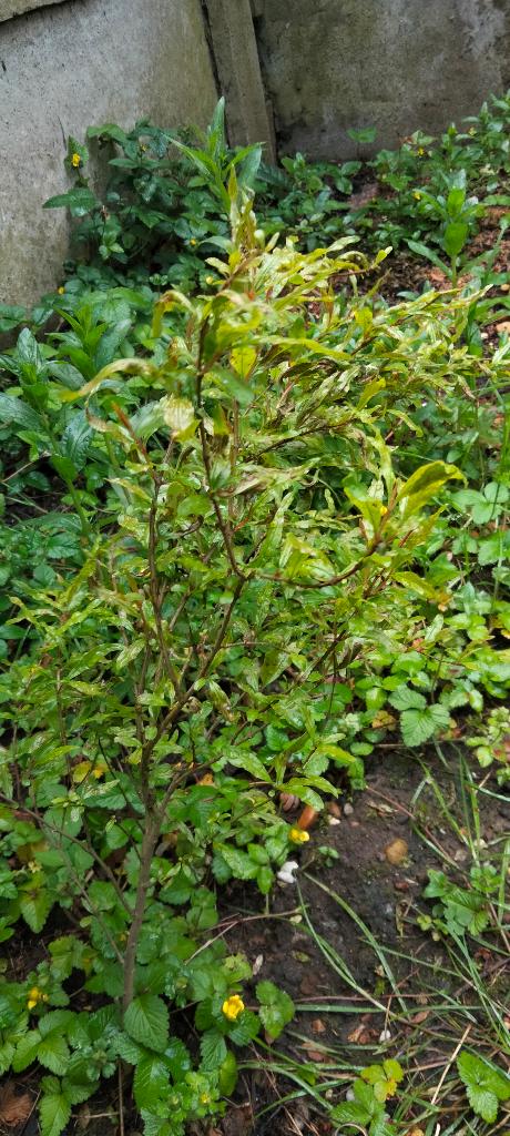 Fruitbomen, Tuin en Terras, Ophalen, Minder dan 100 cm, In pot, Overige soorten