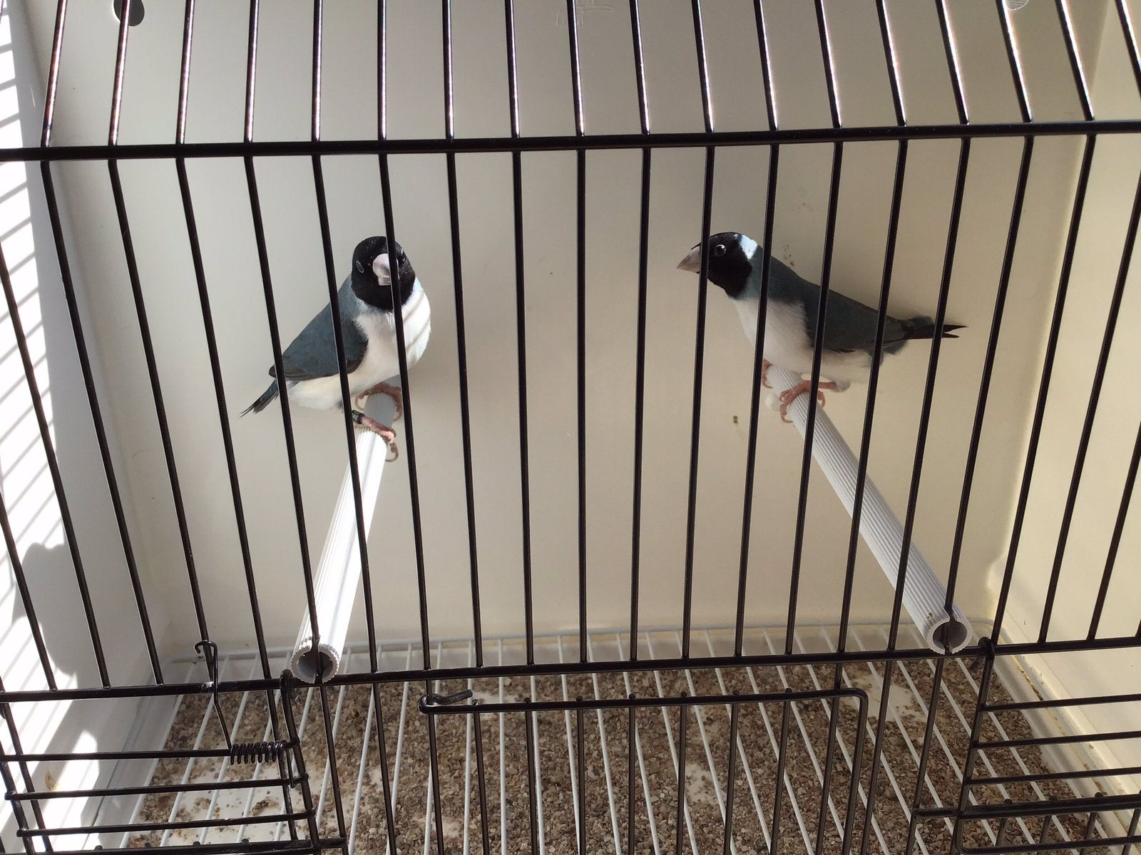 Gouldamadines