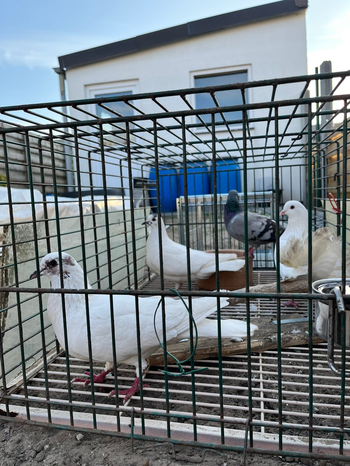 Jeunes pigeons
