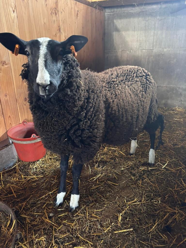 Zwartbles schapen, Meerdere dieren, Schaap, 0 tot 2 jaar