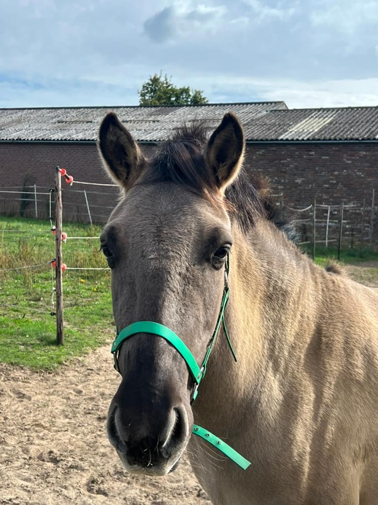Poney Sweet C à vendre, Avec pedigree, Hongre, Moins de 160 cm, Non dressé