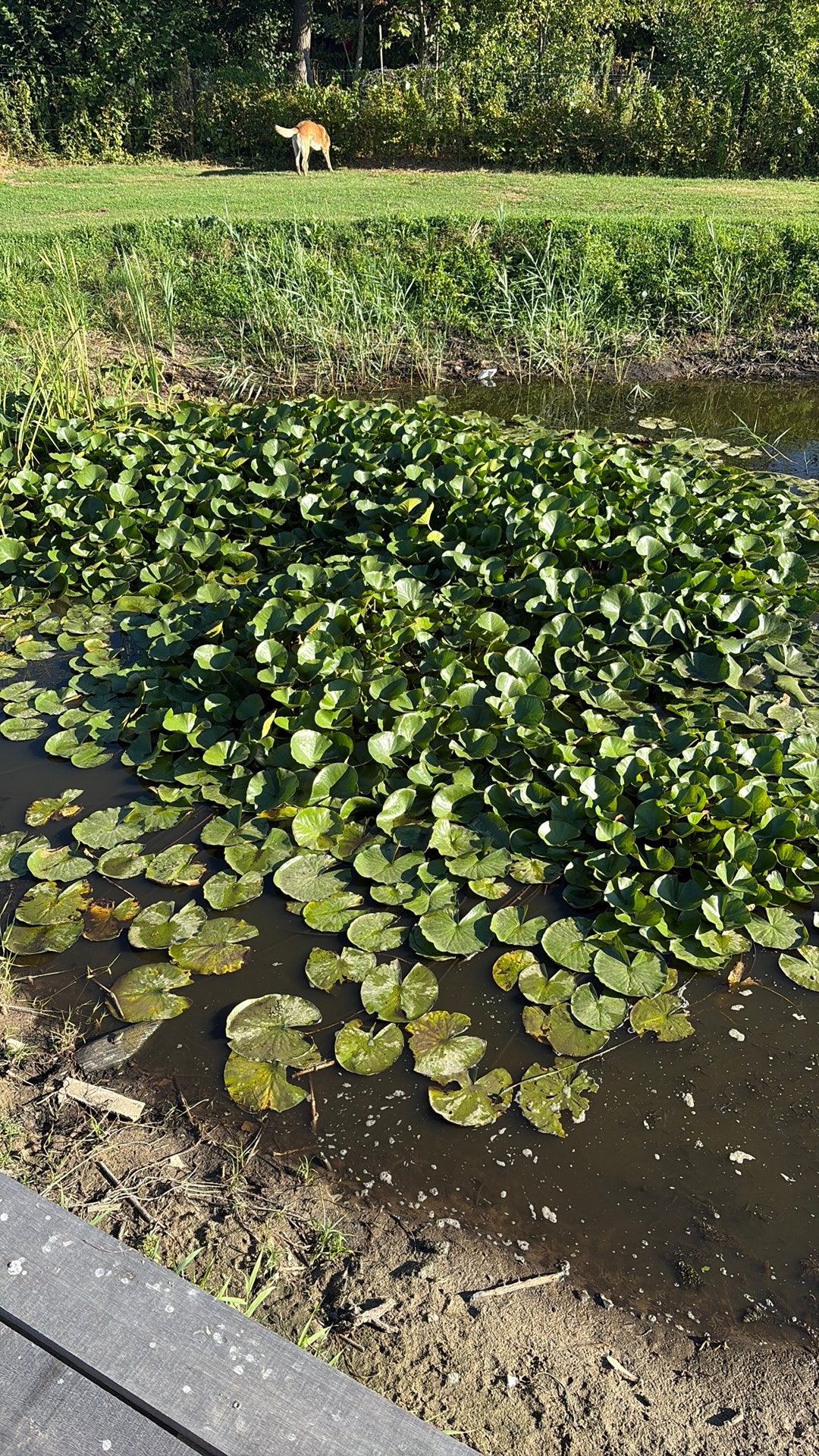 Waterlelies, Ophalen