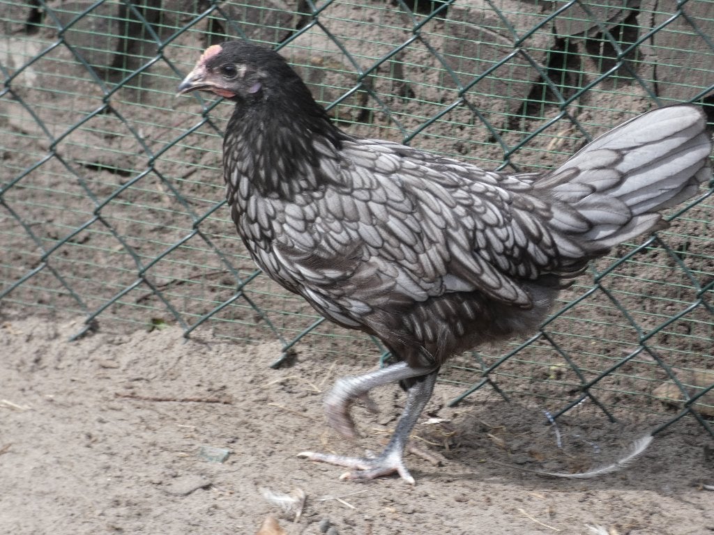 jonge legkippen andalusiers, Plusieurs animaux, Poule ou poulet