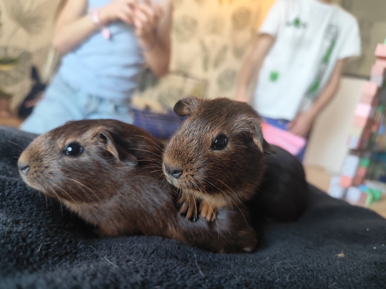 Hand tamme cavia broertjes, Dieren en Toebehoren, Cavia, Augustus, Mannelijk, Tam