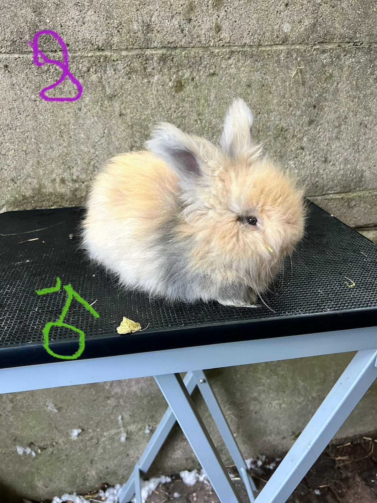 Engelse Angora konijn, Dieren en Toebehoren, Middelgroot