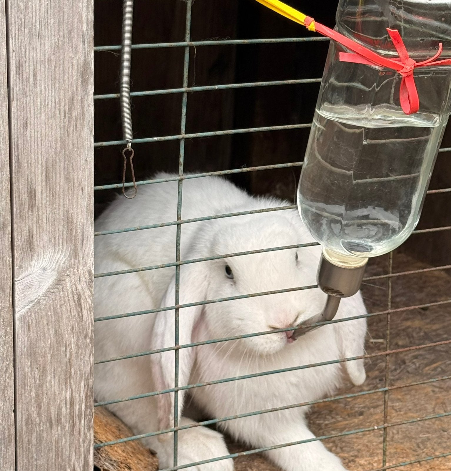 Frans Hangoor, Dieren en Toebehoren, Konijnen, Mannelijk, Groot, Hangoor, 0 tot 2 jaar