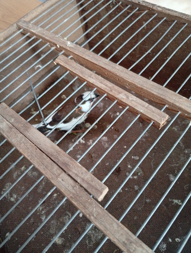 Japanse meeuw vogel