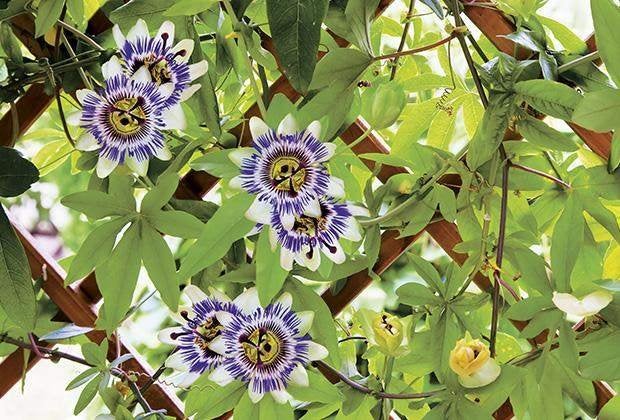 passieflora in pot, Tuin en Terras, Ophalen, Zomer