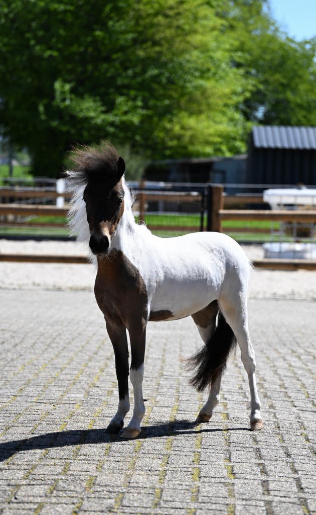 AMHA / NMPRS minipaardjes, Animaux & Accessoires, Poneys, Étalon, Ne s'applique pas, 0 à 2 ans, Avec pedigree, Avec puce électronique