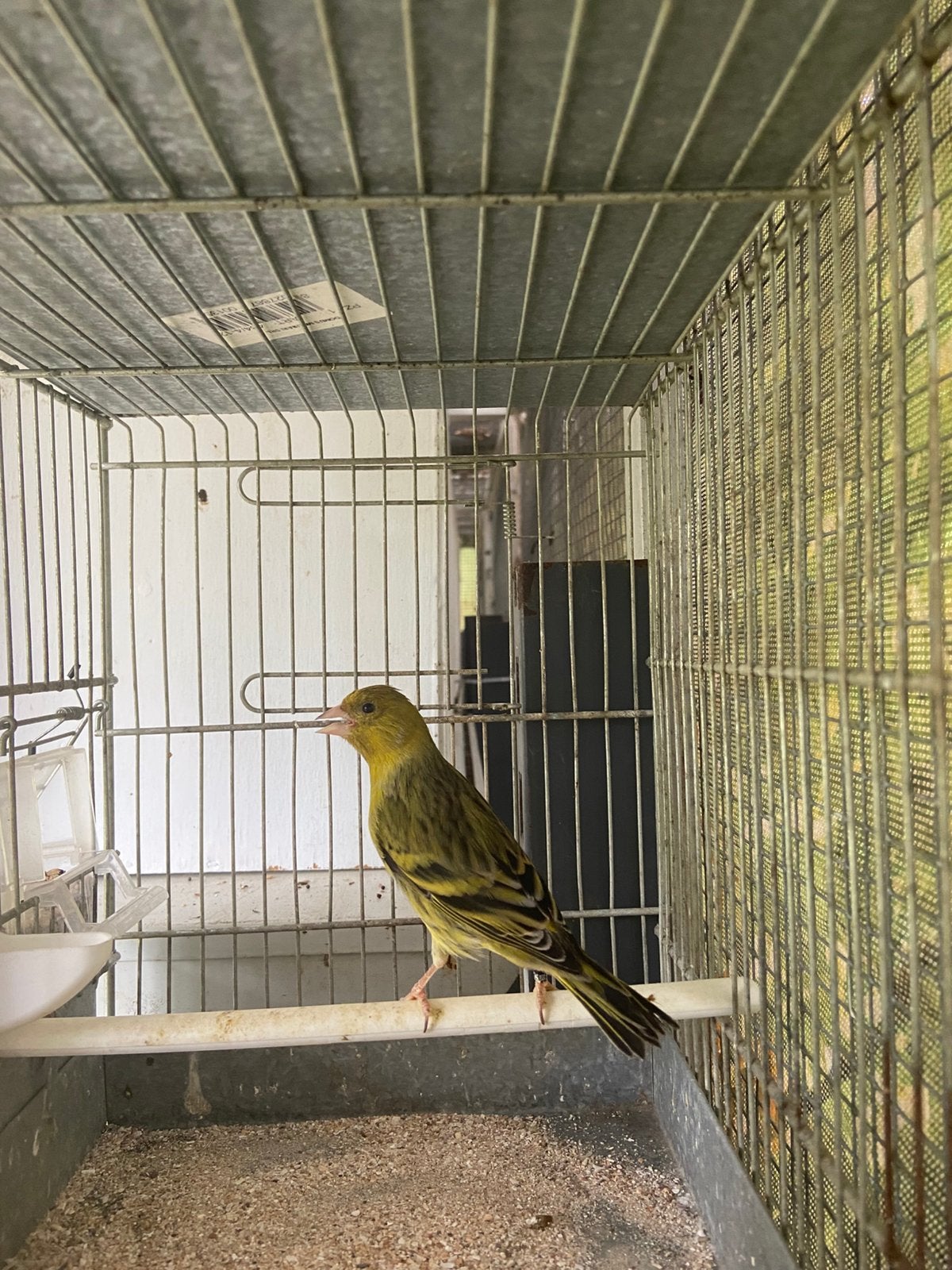 Kruising zwartkop sijs x kanarie man 25, Mâle, Oiseau chanteur sauvage, Bagué