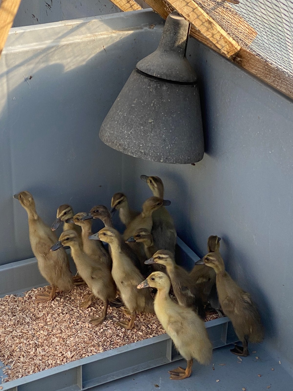 Loopeenden, Animaux & Accessoires, Volatiles, Plusieurs animaux, Canard