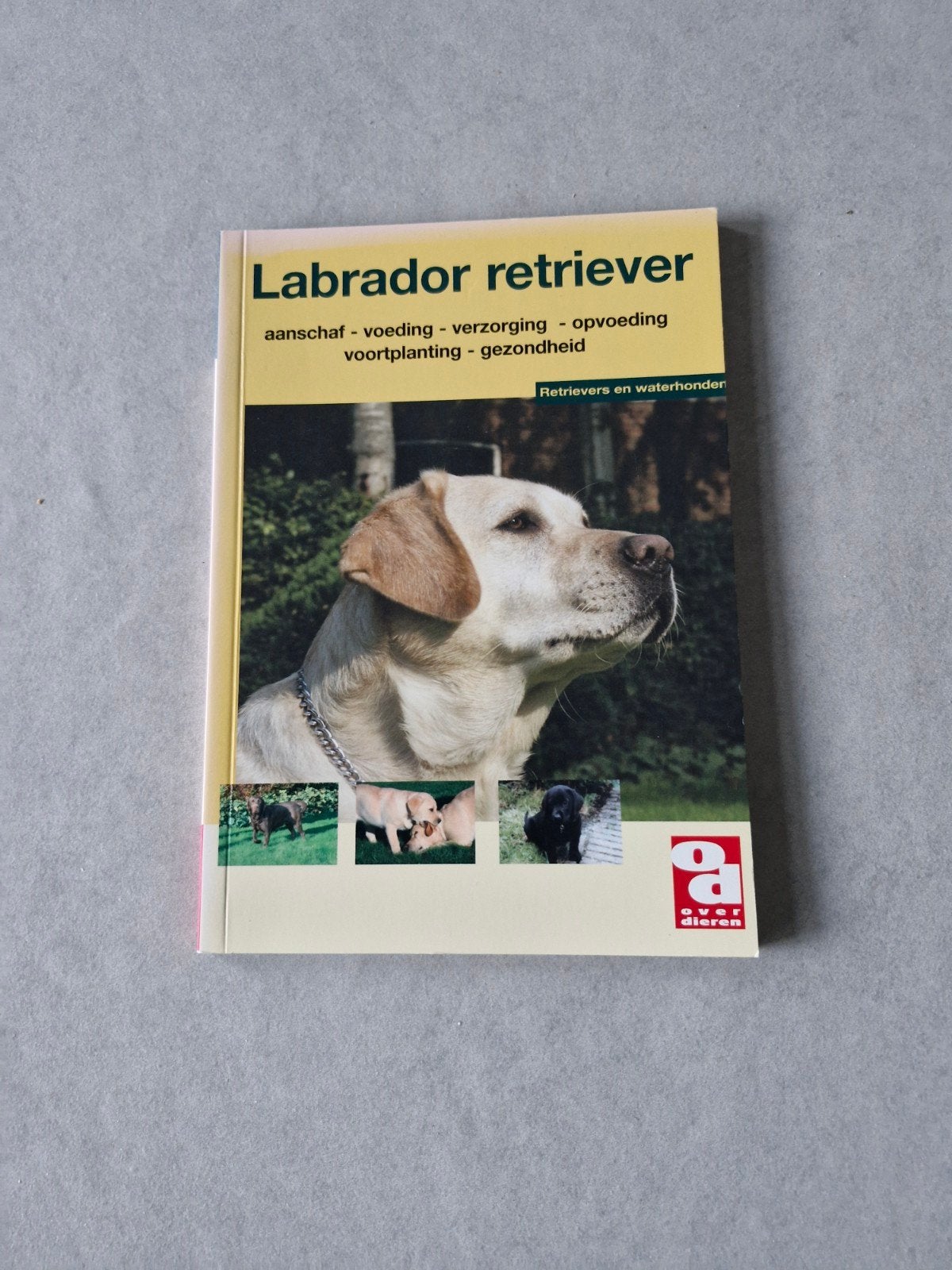 Labrador retriever, Ophalen of Verzenden, Honden