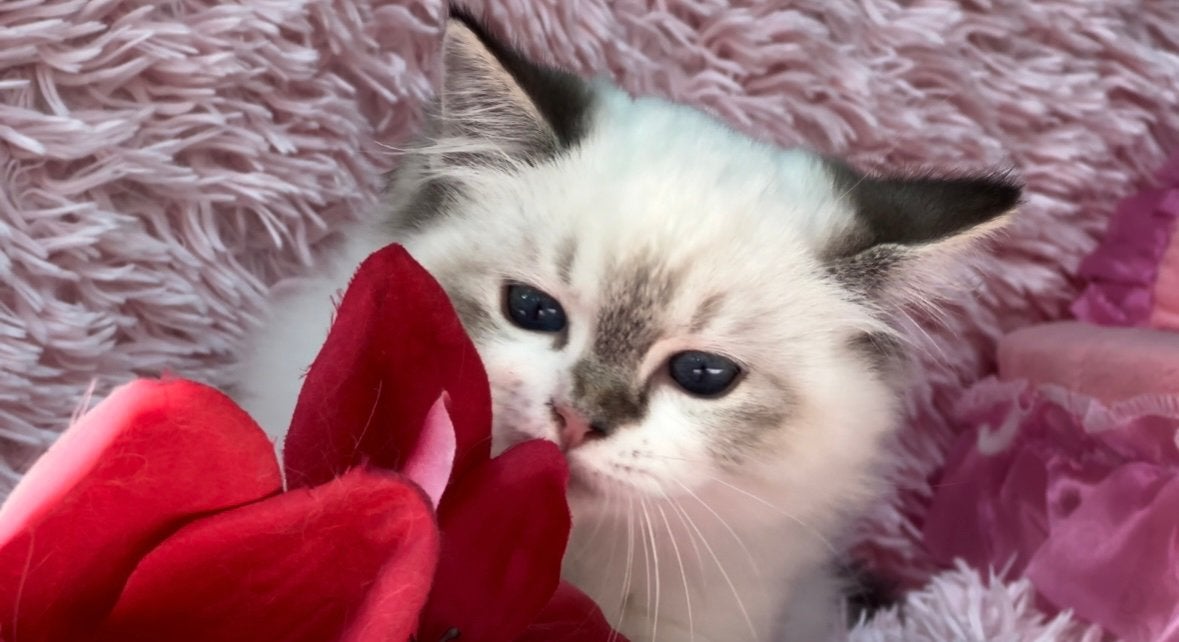 Seal Lynx Ragdoll kitten een poesje met Diepblauwe ogen, Dieren en Toebehoren, Poes, Met stamboom, 0 tot 2 jaar