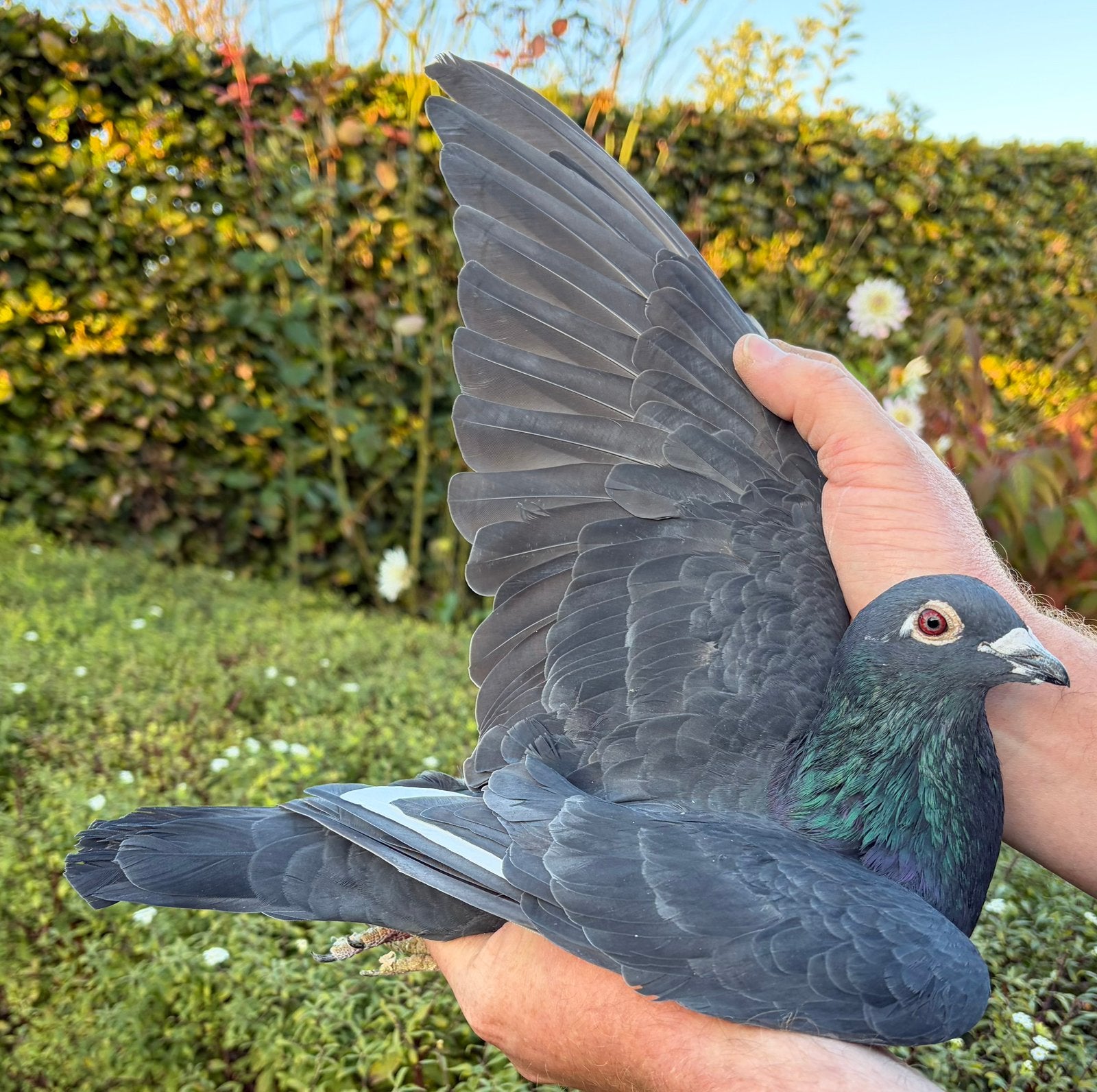 Jonge doffer 2026 (m2452711771) — Oiseaux | Pigeons — 2ememain