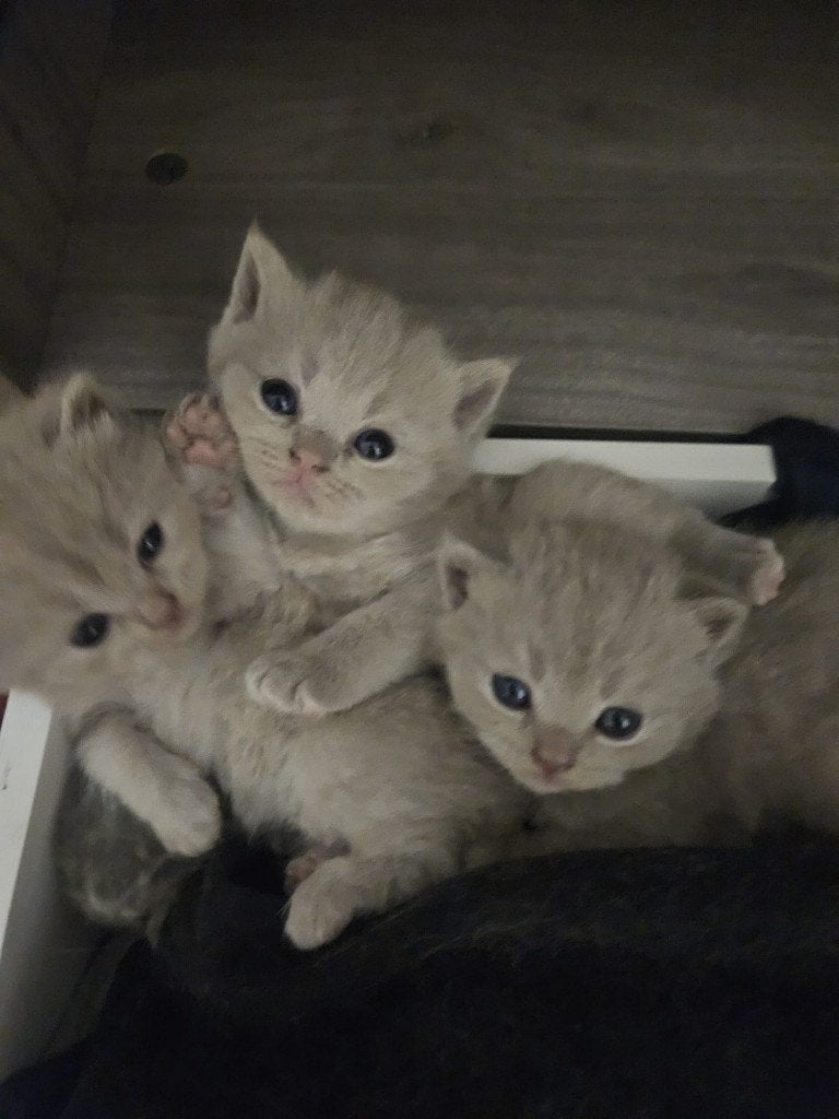 Chat British, Animaux & Accessoires, Chat, 0 à 2 ans