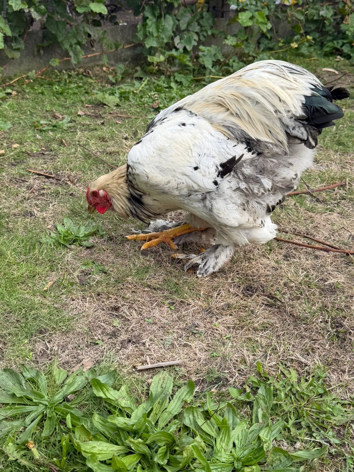 Brahma Colombia grosse queue, Mâle, Poule ou poulet