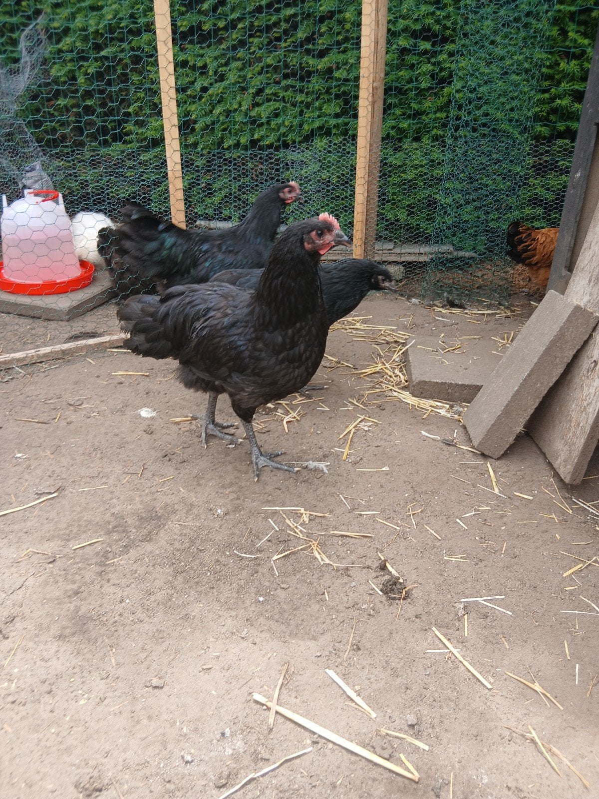 Gratis 2 zwarte australorp hanen van bijna 12 weken., Mâle, Poule ou poulet