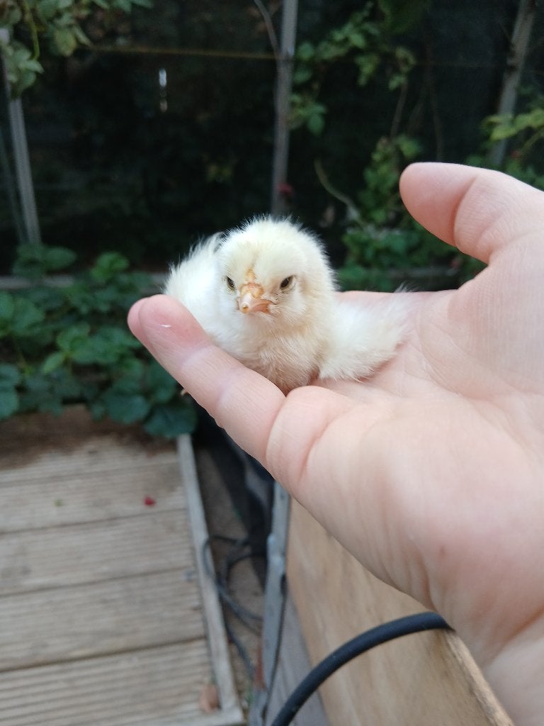 poussins d'un jour, Sexe inconnu, Poule ou poulet
