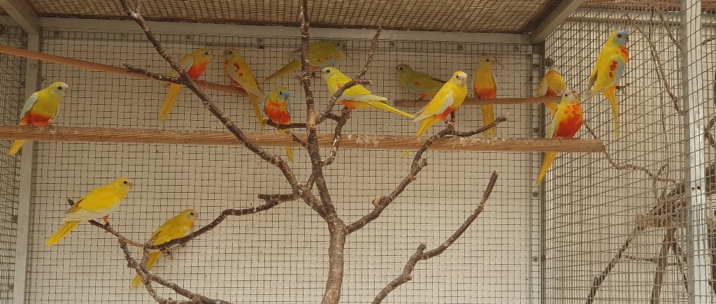 jonge turquoisine parkieten, Meerdere dieren, Parkiet, Geringd