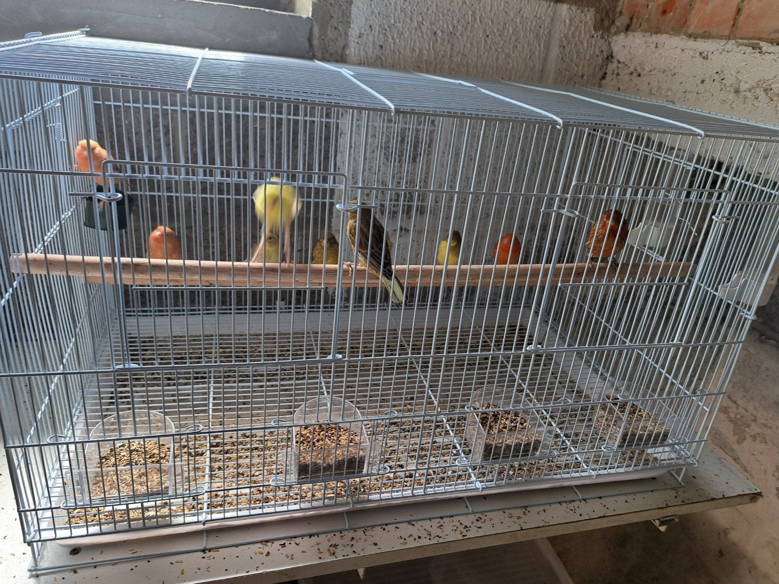 Kanaries, Dieren en Toebehoren
