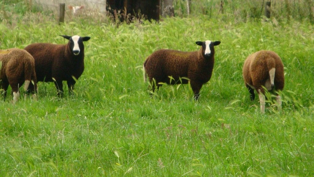 schapen, Dieren en Toebehoren, Schapen, Geiten en Varkens, Mannelijk, Schaap
