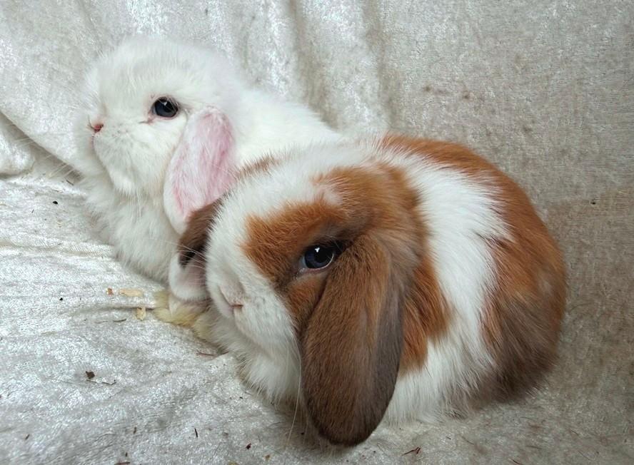 2 Fantastisch mooie lieve handtamme Minilop konijntjes, Plusieurs animaux, Petit, Oreilles tombantes, 0 à 2 ans