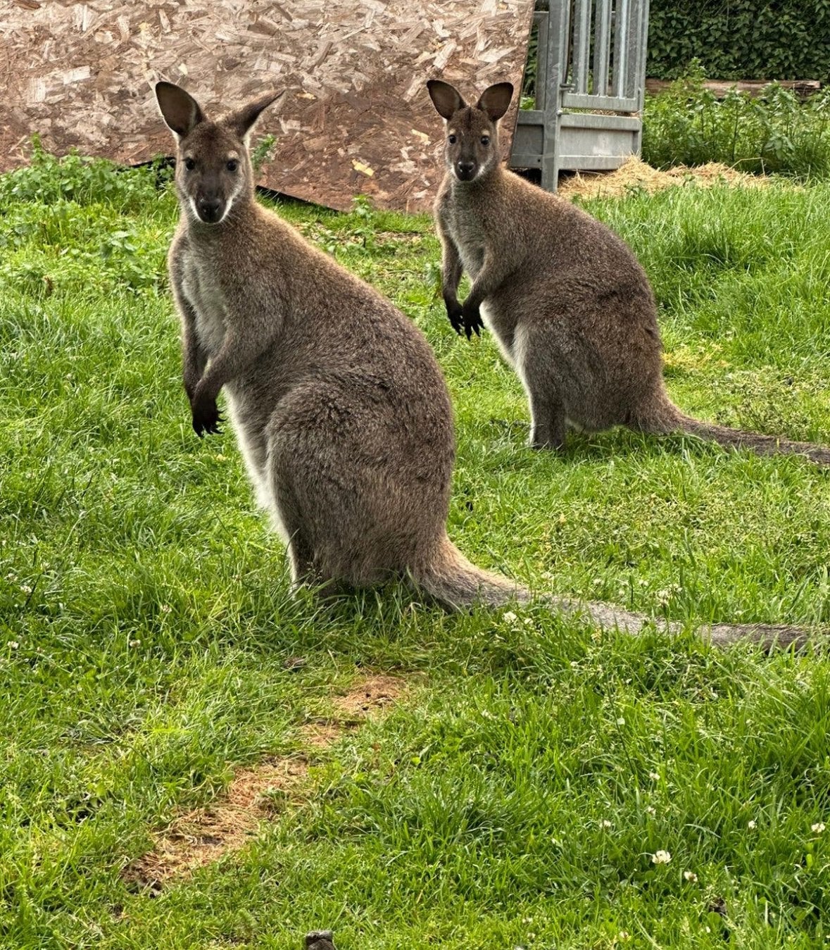 Bruine Bennett wallabies wallaby kangoeroe, Avril, Plusieurs animaux