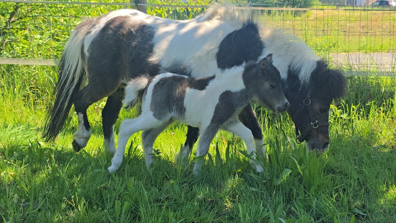 Miniatuurpaardje, Dieren en Toebehoren, Merrie