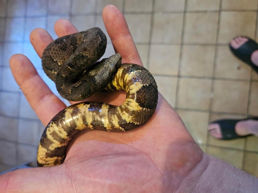 couples Candoia aspera 2025, Dieren en Toebehoren, Reptielen en Amfibieën, Slang, 0 tot 2 jaar