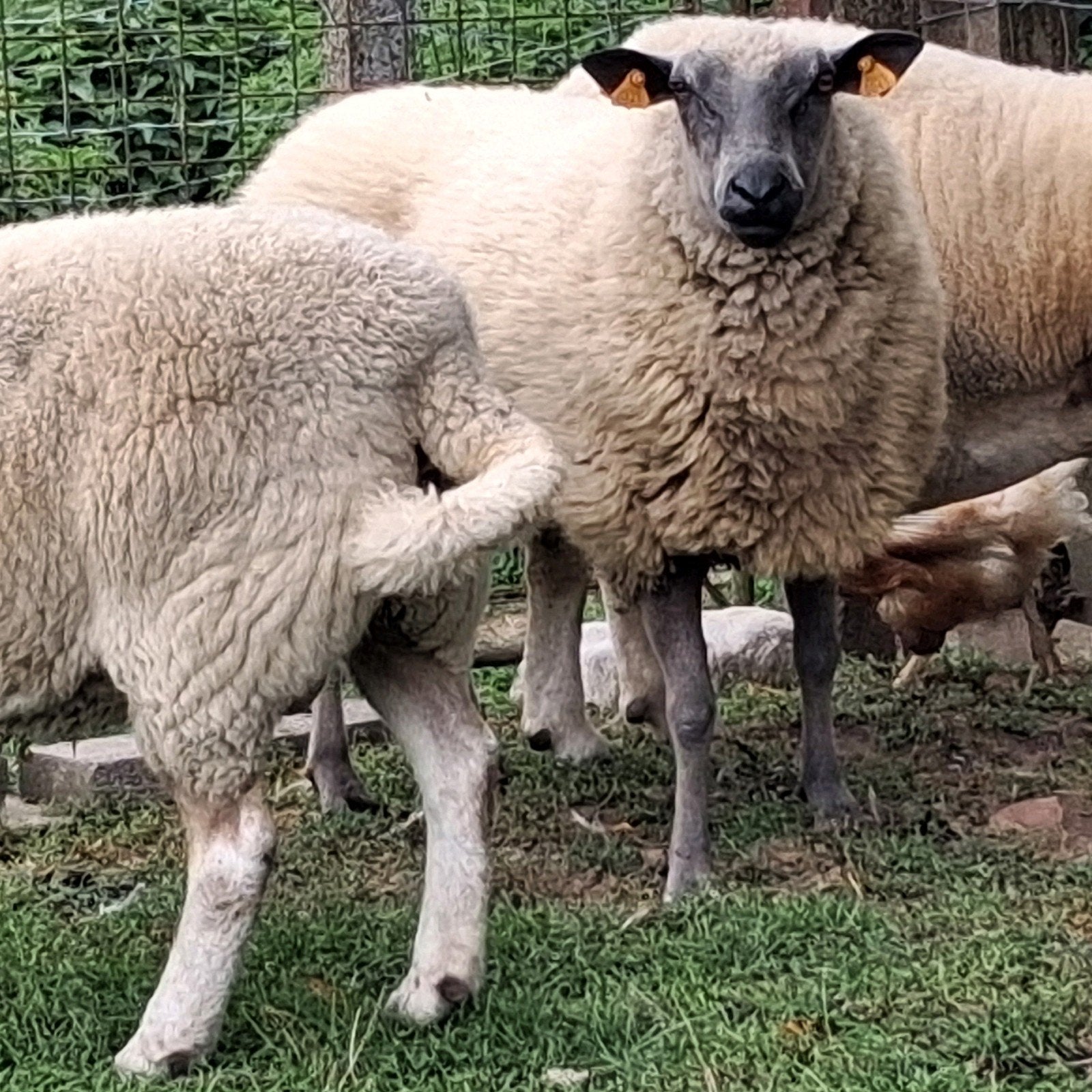 2 ans bleu du maine, Animaux & Accessoires, Femelle, Mouton, 0 à 2 ans
