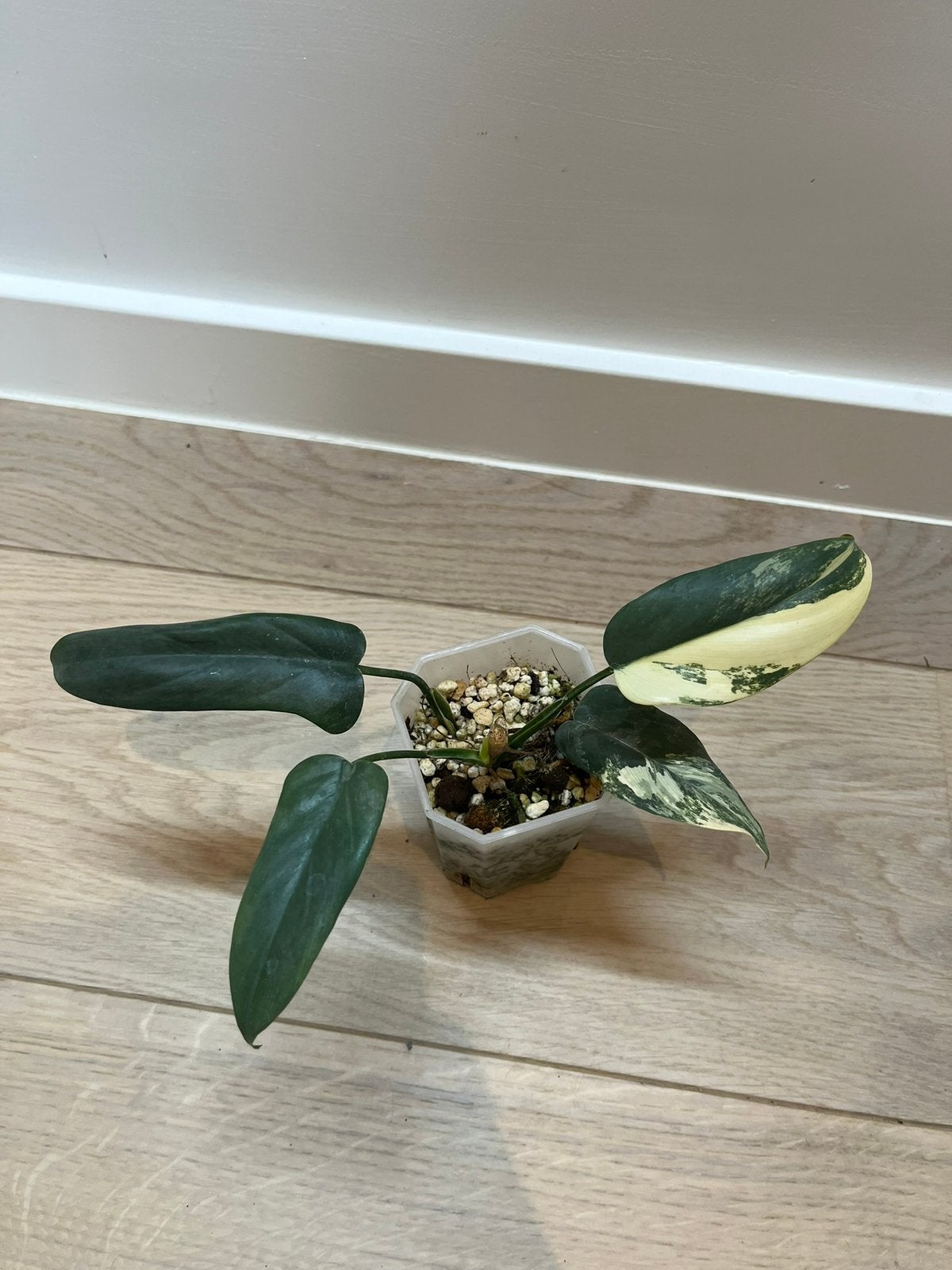 Philodendron Bipennifolium Variegata, Huis en Inrichting, Ophalen of Verzenden