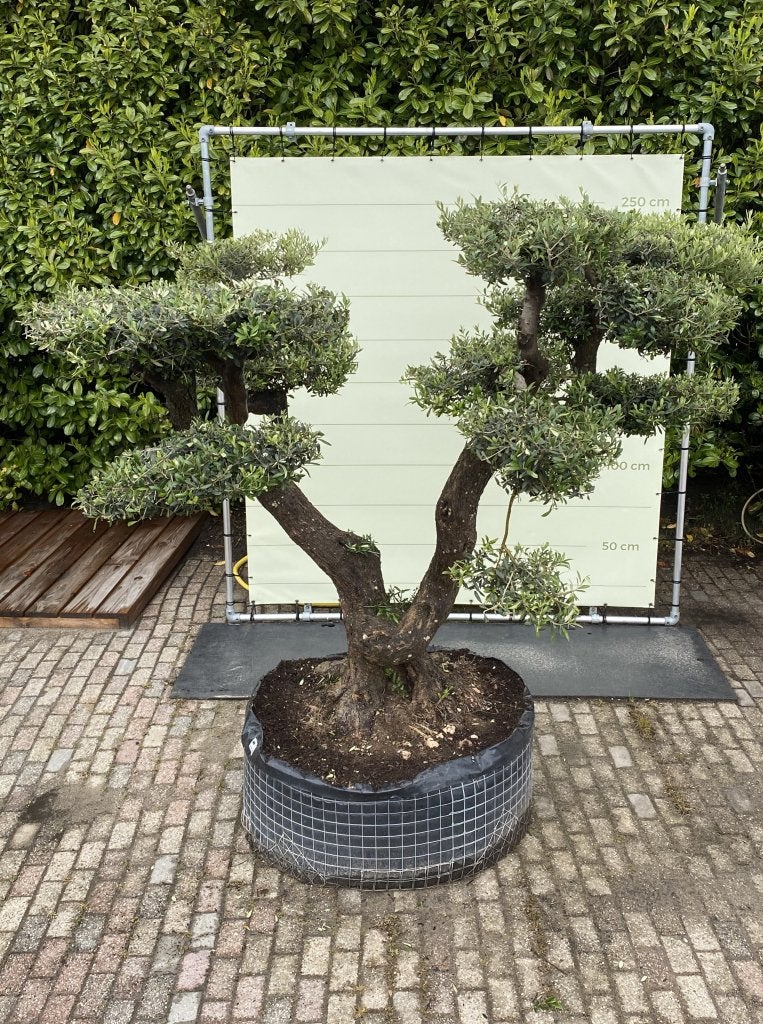 Olijfboom Pon-Pon - Olea Europea - stamomvang 100-110 cm, Tuin en Terras