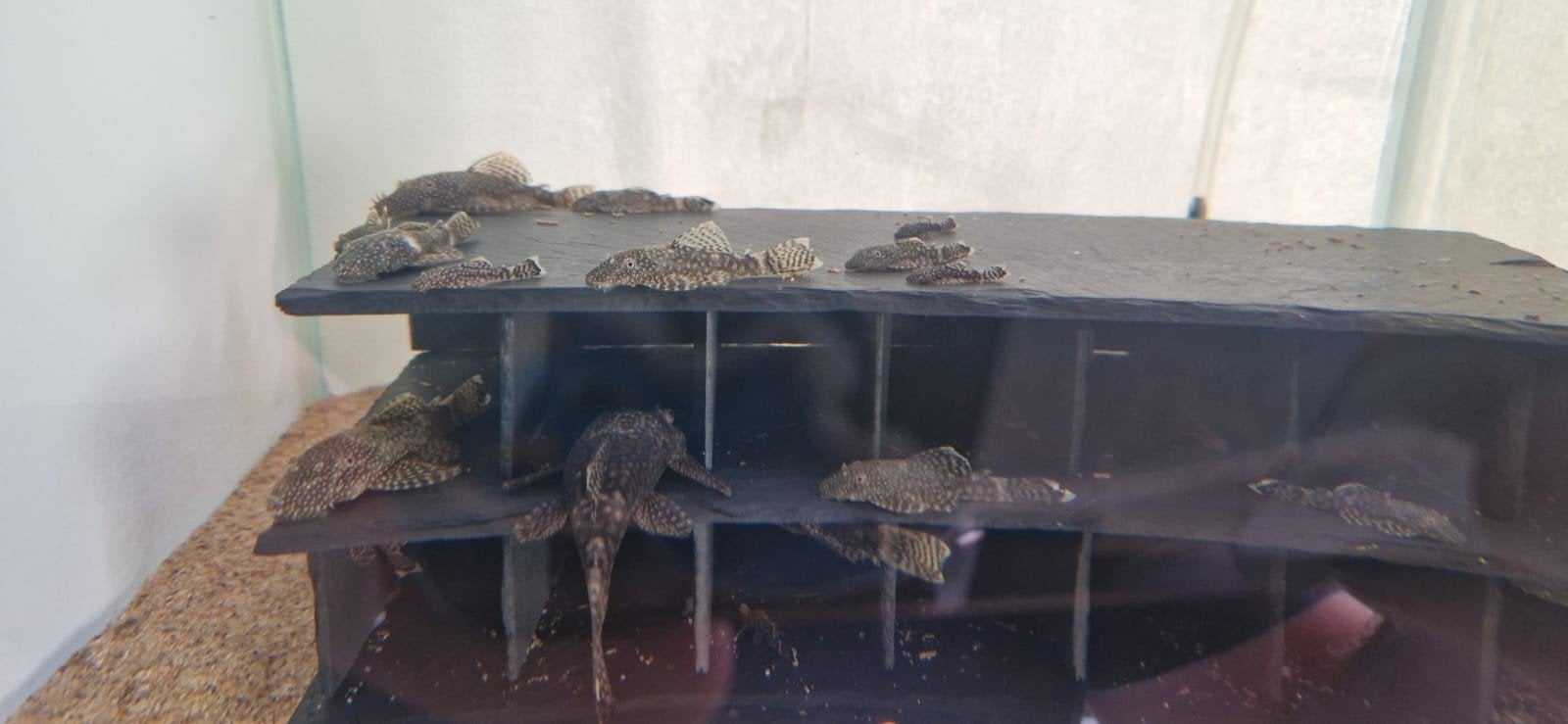 Algeneters Ancistrus Temminckii, Dieren en Toebehoren, Vissen | Aquariumvissen