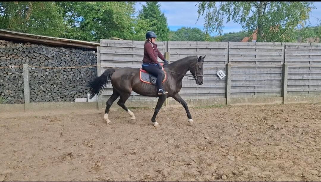 lieve merrie, Dieren en Toebehoren, Merrie